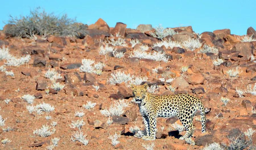 Namibia route — Image 74 - Namvic Safaris photo from Namibia operations.