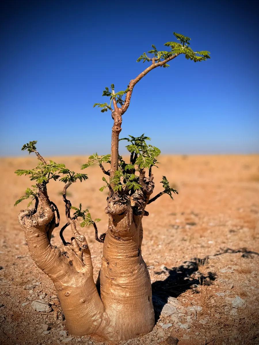 Namibia route — IMG 5320 - Namvic Safaris photo from Namibia operations.