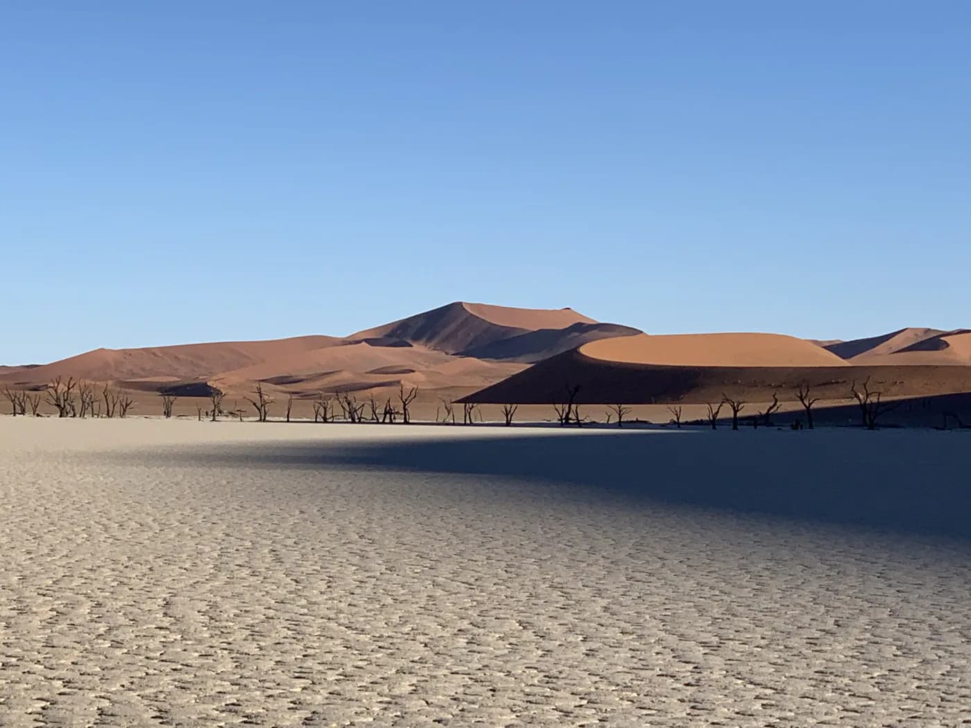 Dark trees across the pale clay pan at Dead Vlei, backed by red dunes