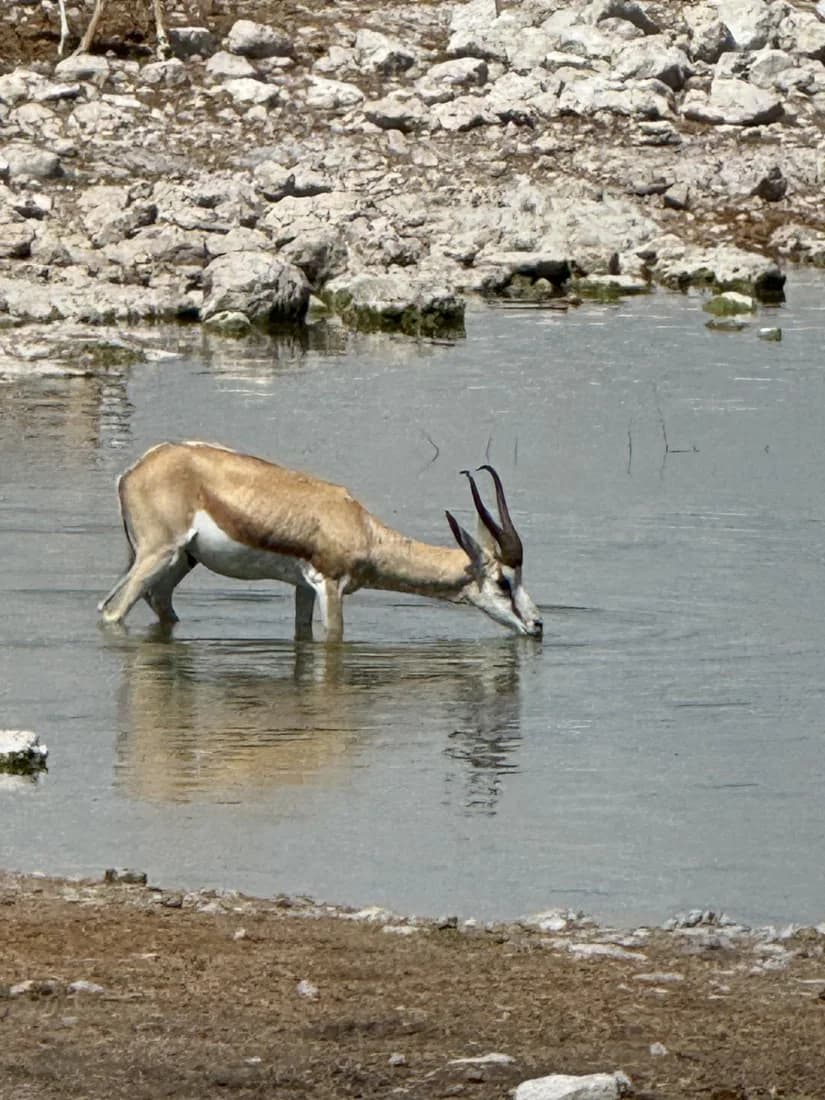 Springbok drinking at a waterhole with a partial reflection visible