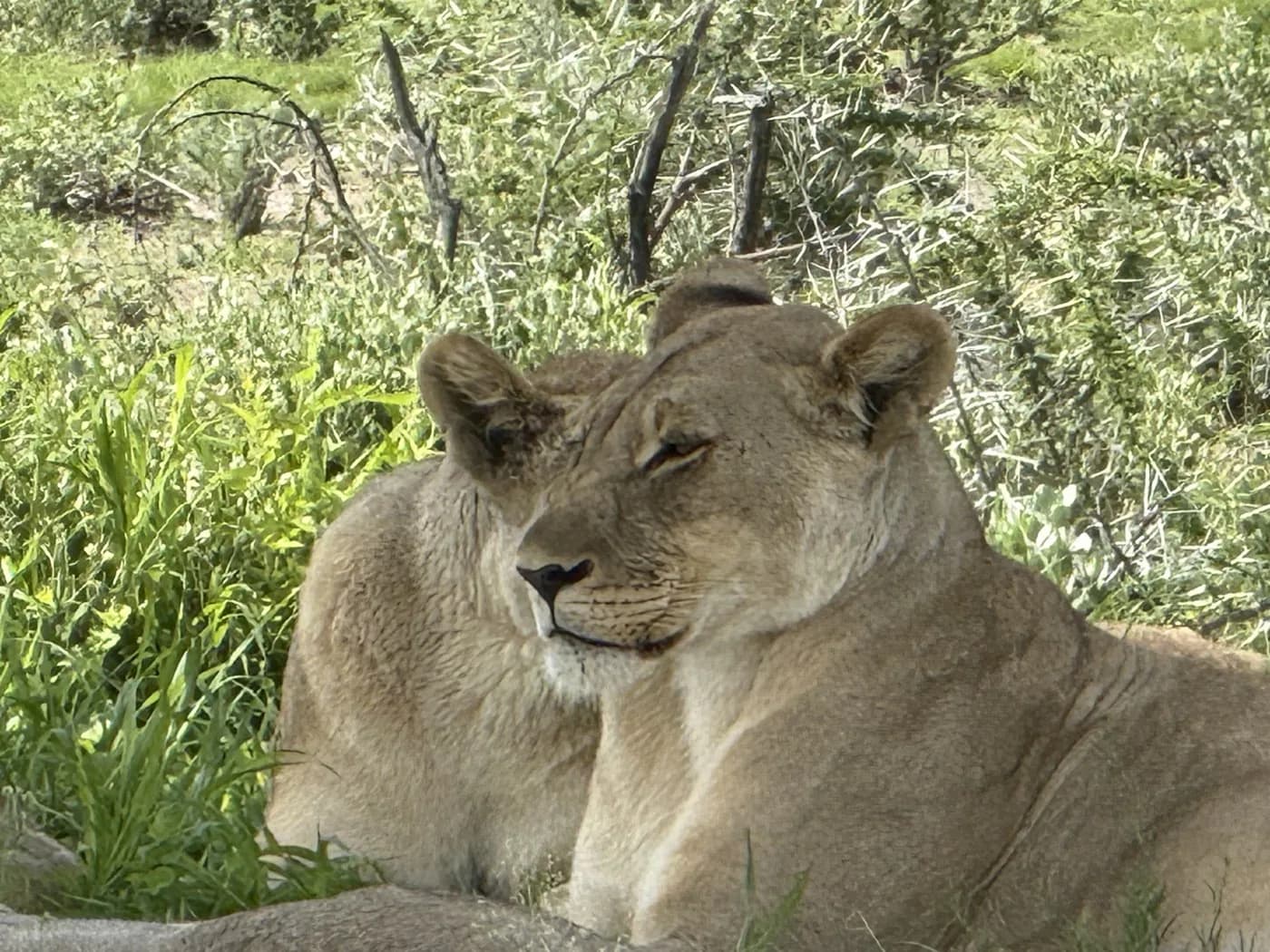 Lioness resting in shade; wildlife imagery, not property photography