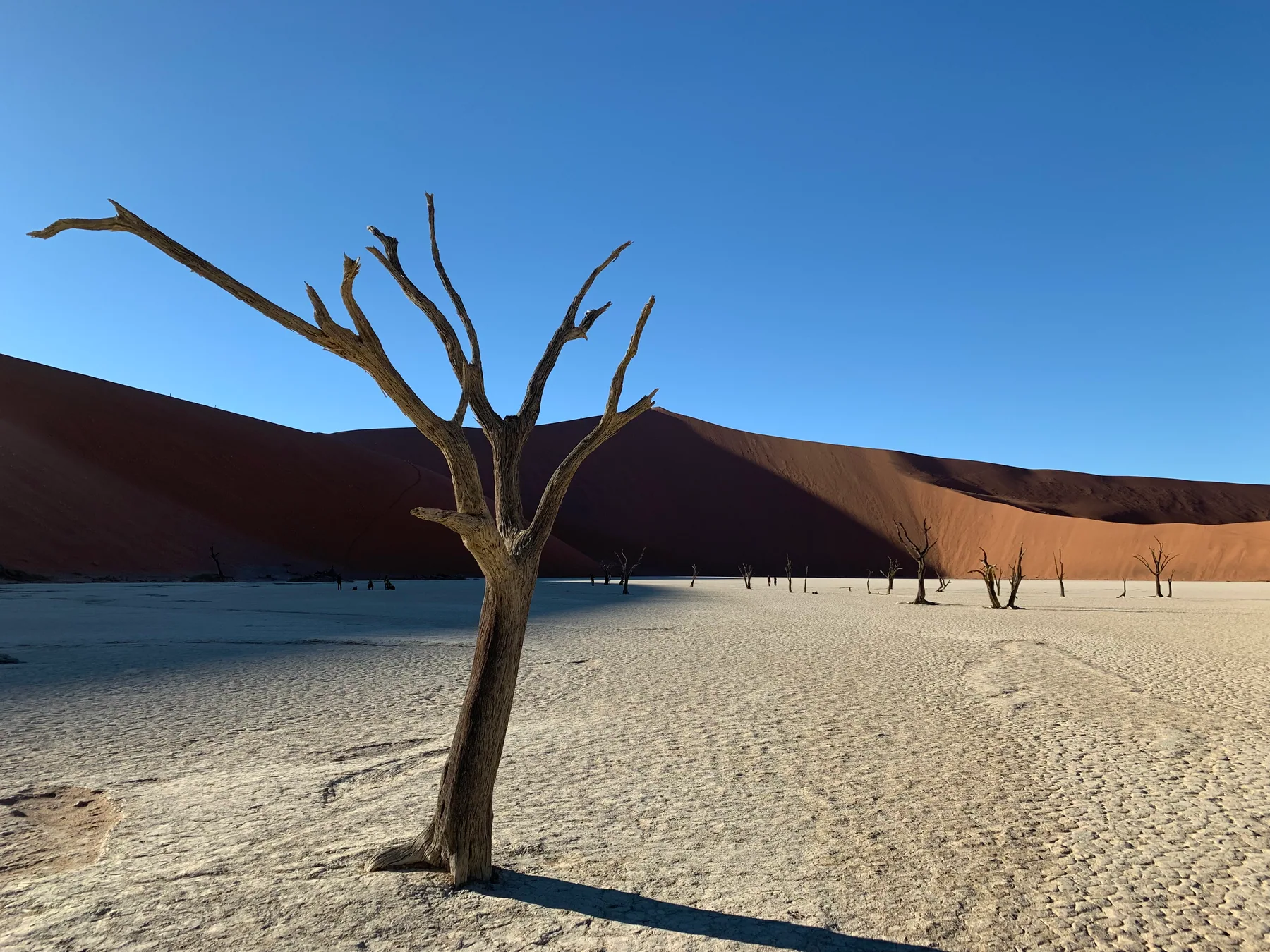Dark, bare camelthorn trees on the pale clay pan at Deadvlei